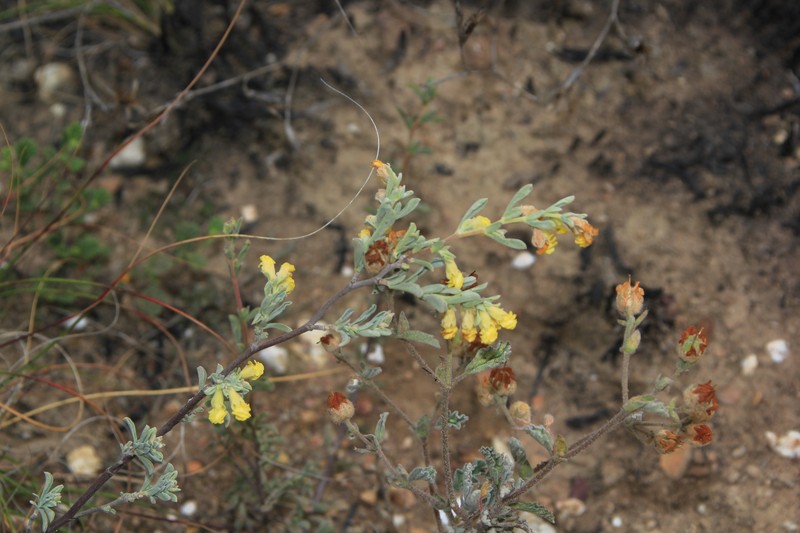 Hermannia diversistipula var. graciliflora photo 2