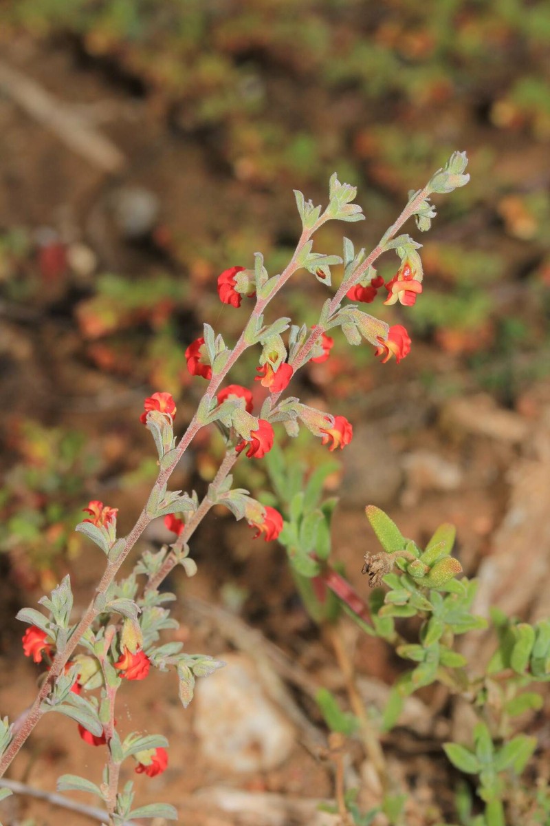 Hermannia diversistipula var. graciliflora photo 3