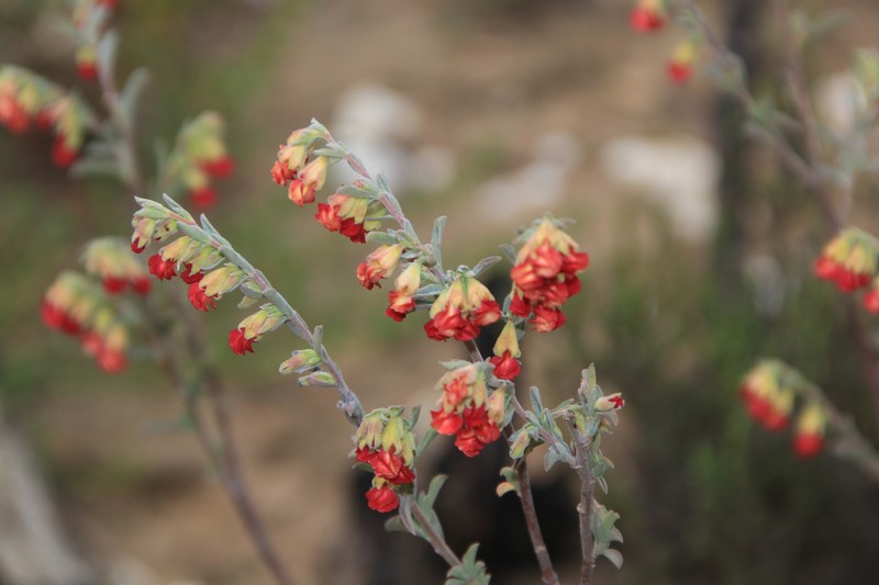 Hermannia diversistipula var. graciliflora photo 4