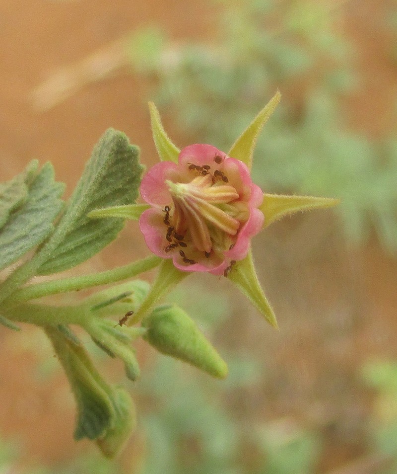 Hermannia eenii