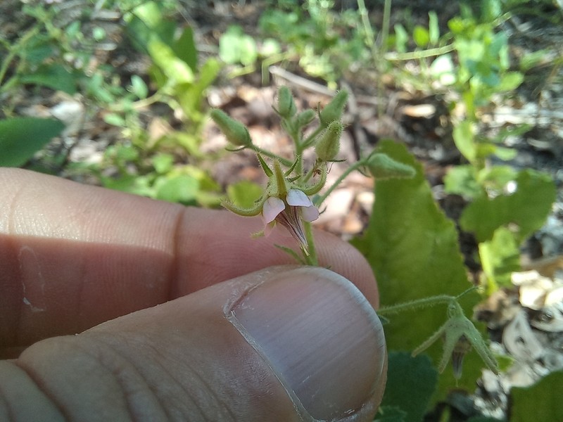 Hermannia eenii photo 2