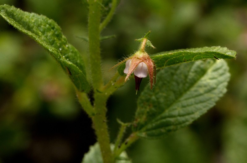 Hermannia eenii photo 3