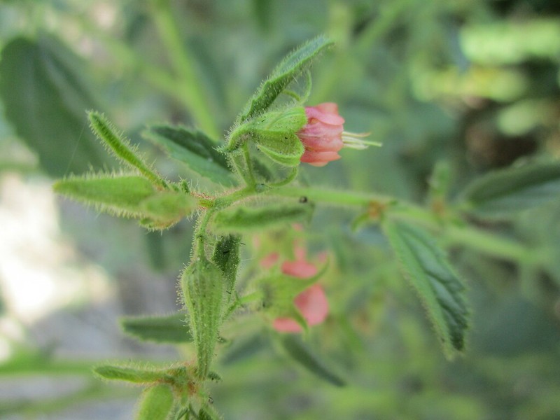 Hermannia eenii photo 4