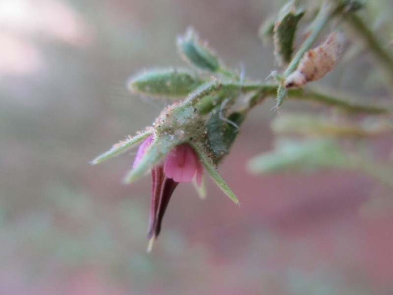 Hermannia eenii photo 5