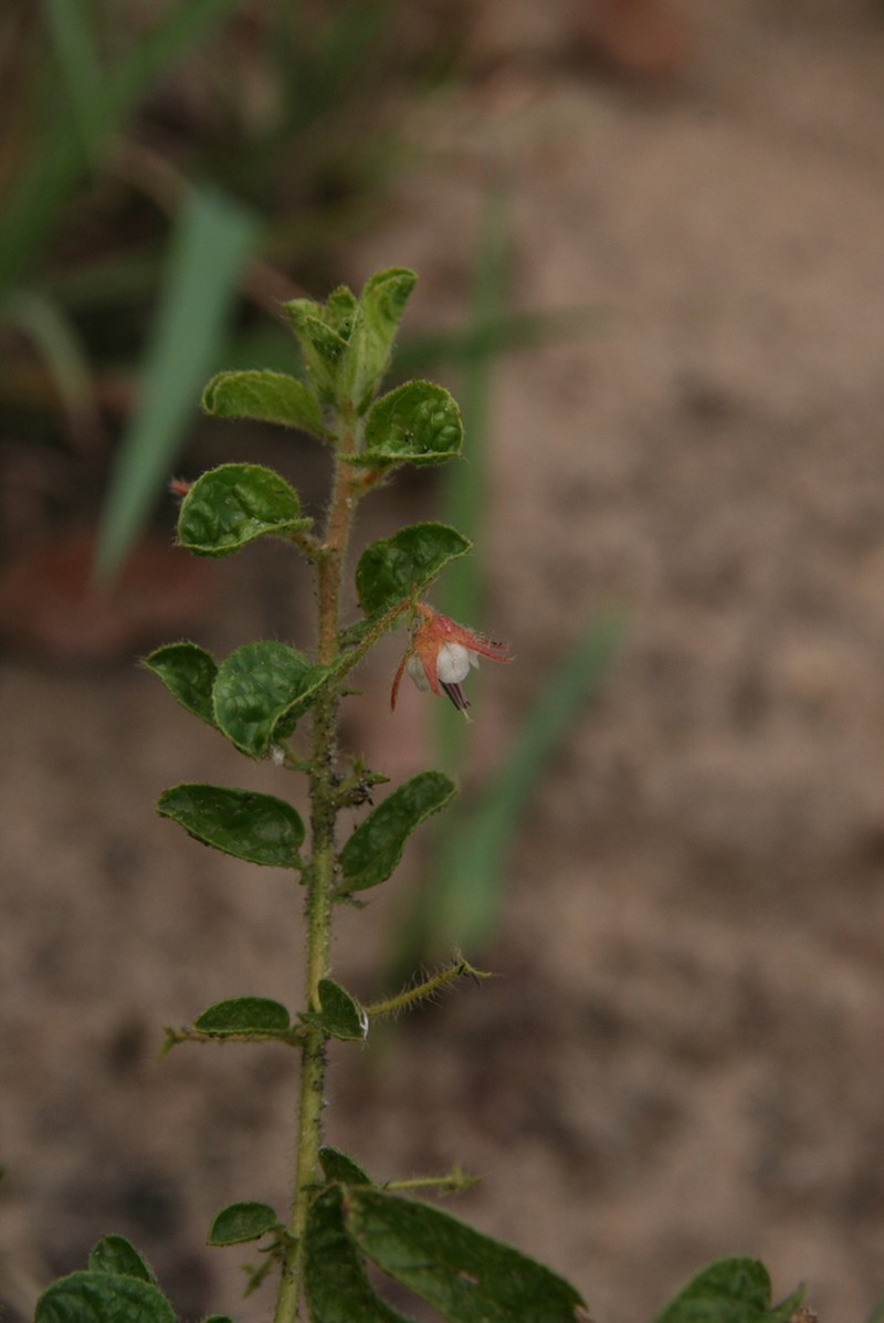 Hermannia eenii photo 6