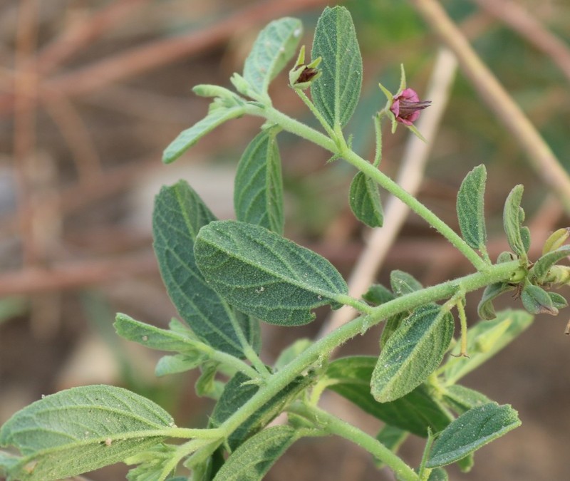 Hermannia eenii photo 7