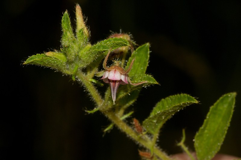 Hermannia eenii photo 8