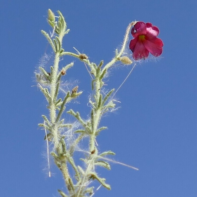 Hermannia elliottiana