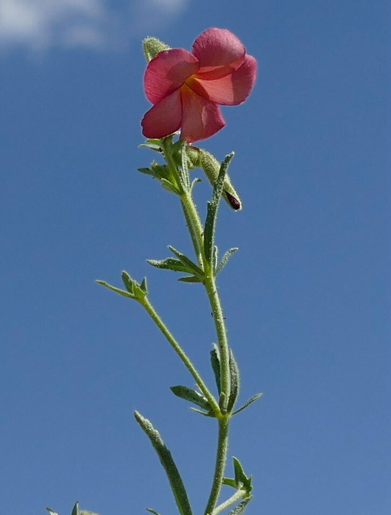 Hermannia elliottiana photo 2