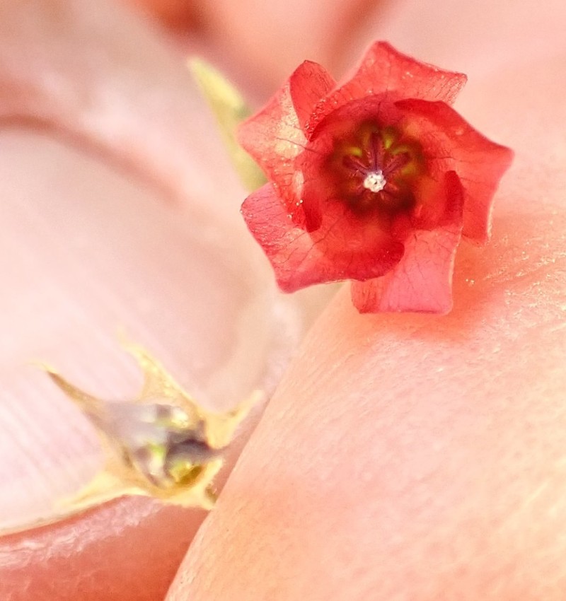 Hermannia elliottiana photo 3