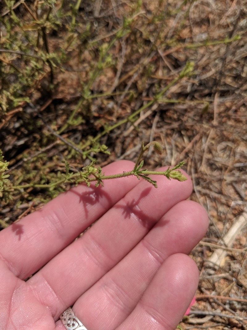 Hermannia elliottiana photo 4