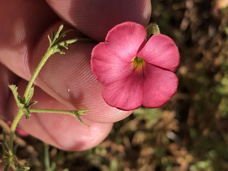Hermannia elliottiana photo 5