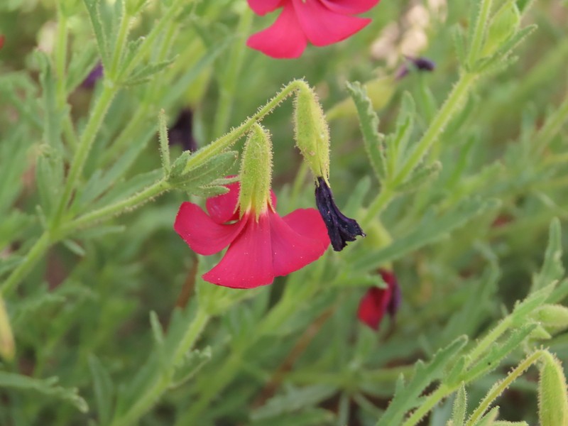 Hermannia elliottiana photo 7