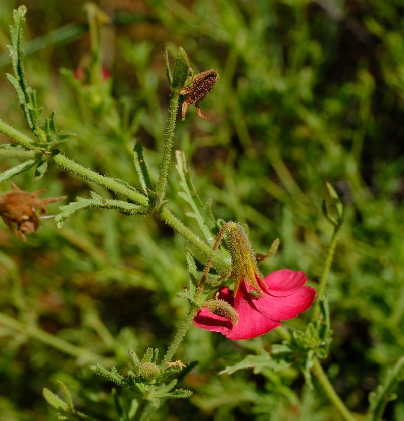Hermannia elliottiana photo 8
