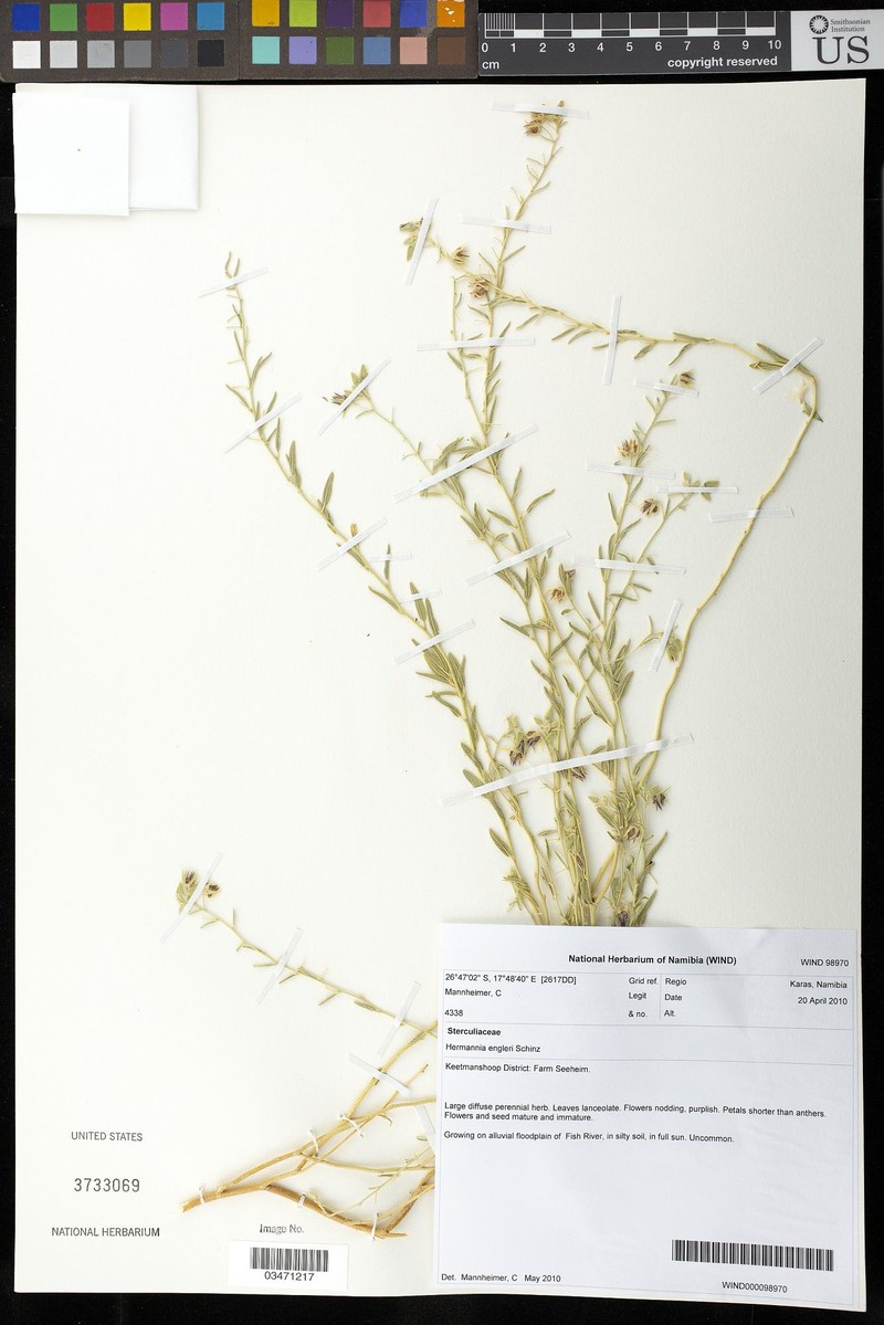Hermannia engleri