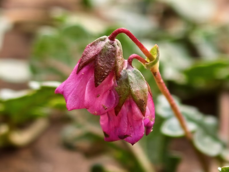 Hermannia erodioides