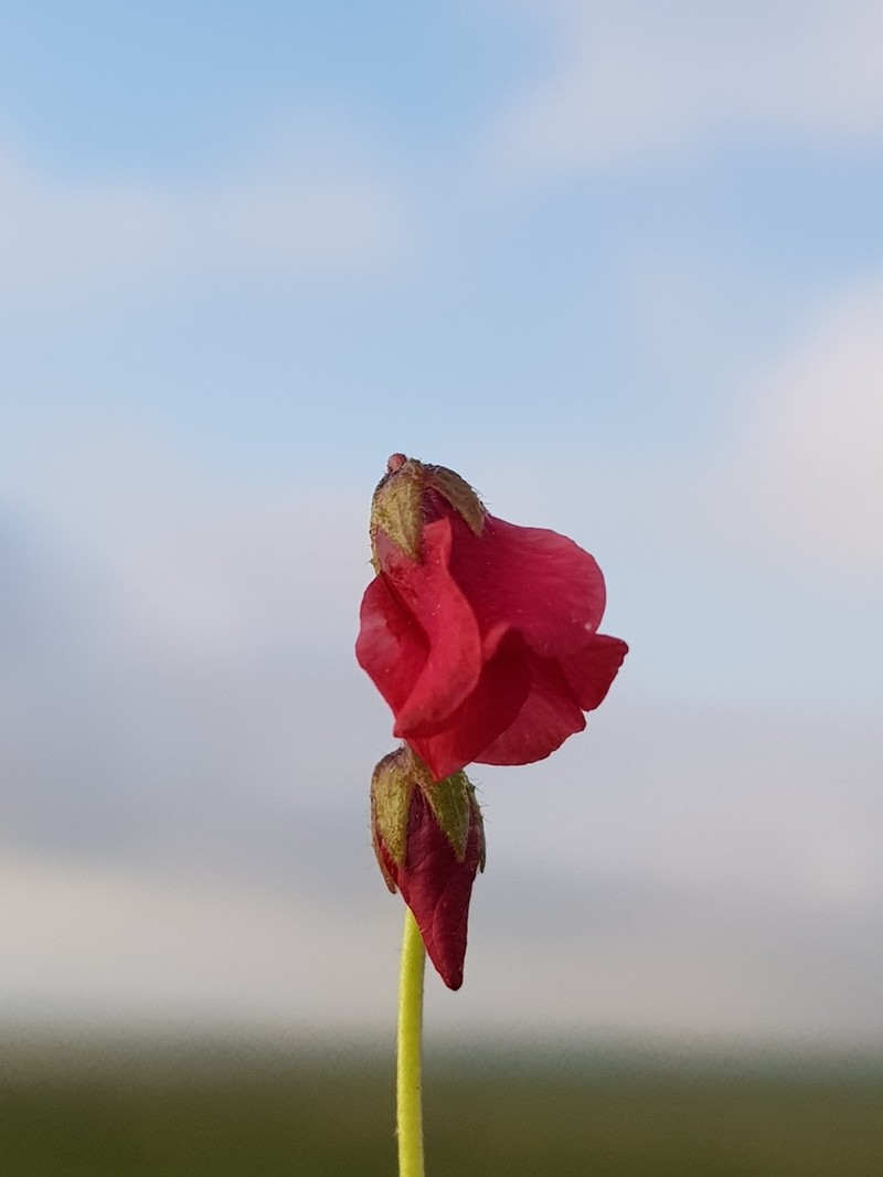 Hermannia erodioides photo 2
