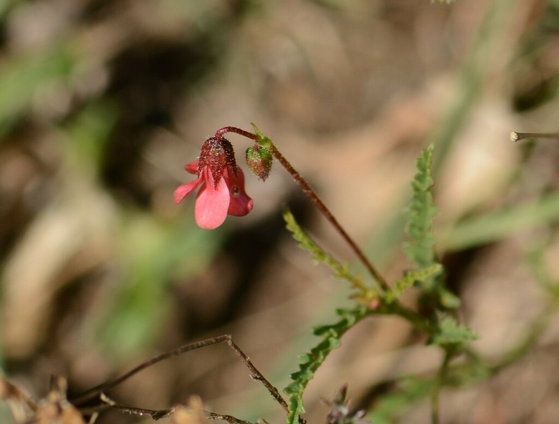 Hermannia erodioides photo 3