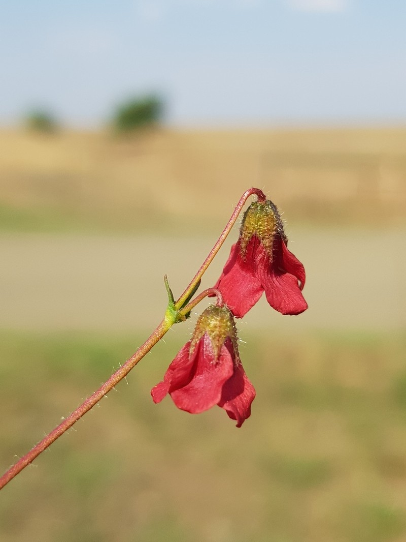 Hermannia erodioides photo 4
