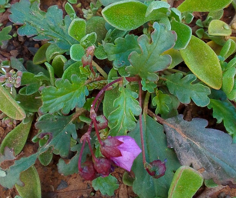 Hermannia erodioides photo 5