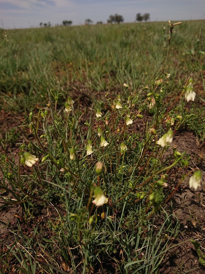 Hermannia erodioides photo 6