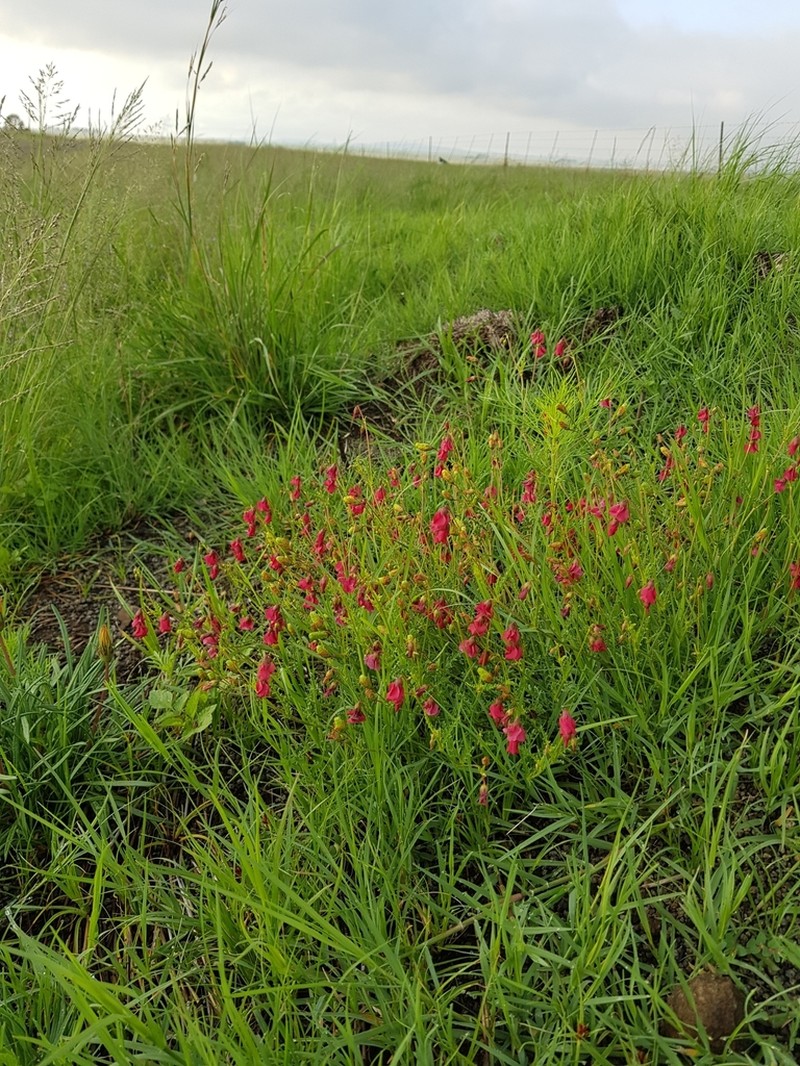 Hermannia erodioides photo 7