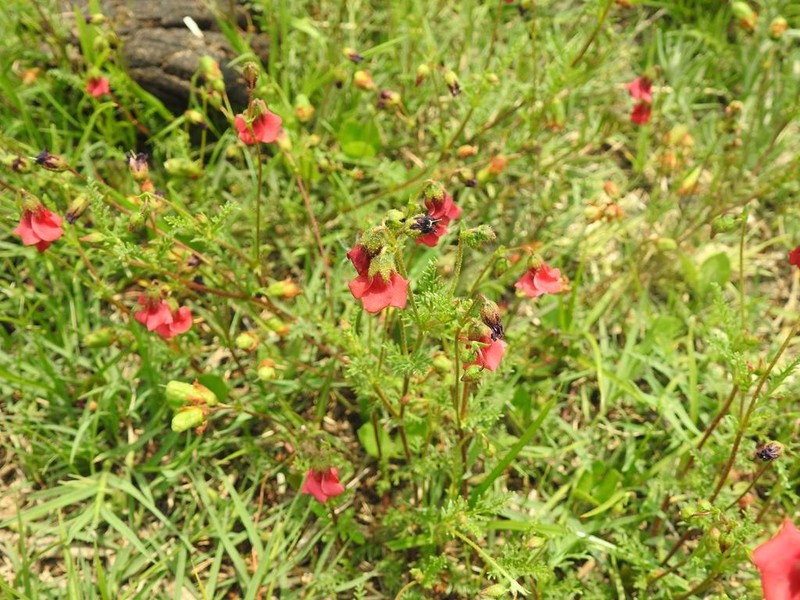 Hermannia erodioides photo 8