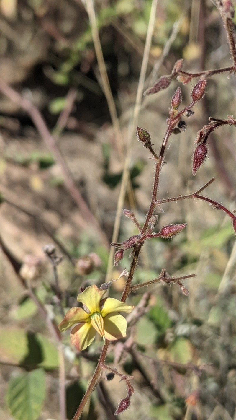 Hermannia exappendiculata photo 2