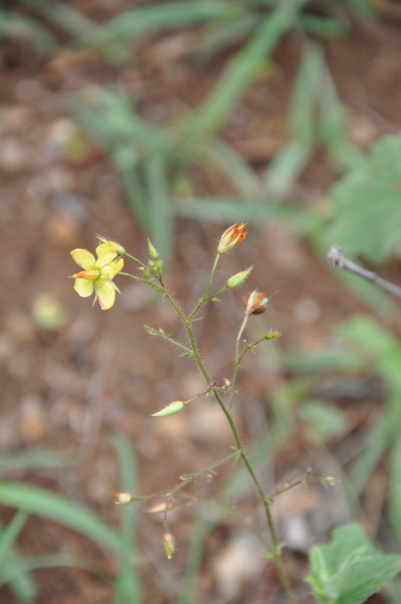 Hermannia exappendiculata photo 3