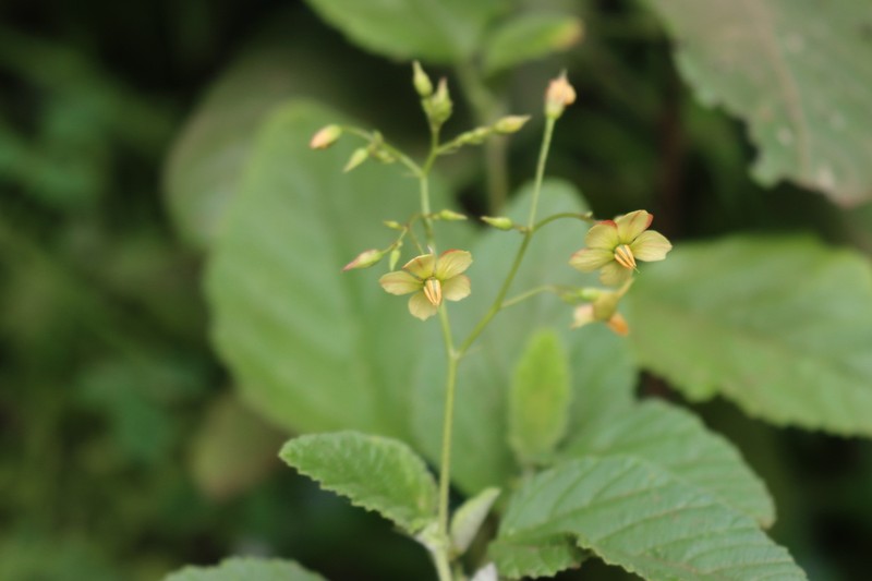 Hermannia exappendiculata photo 4