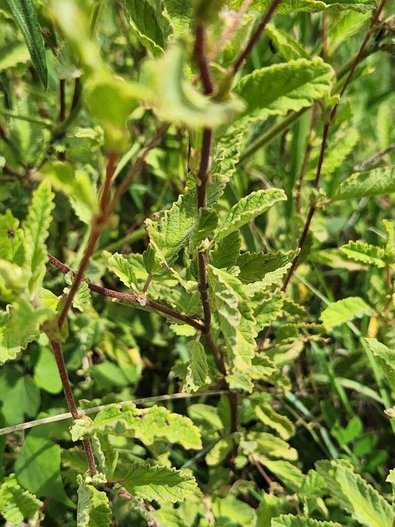 Hermannia exappendiculata photo 7