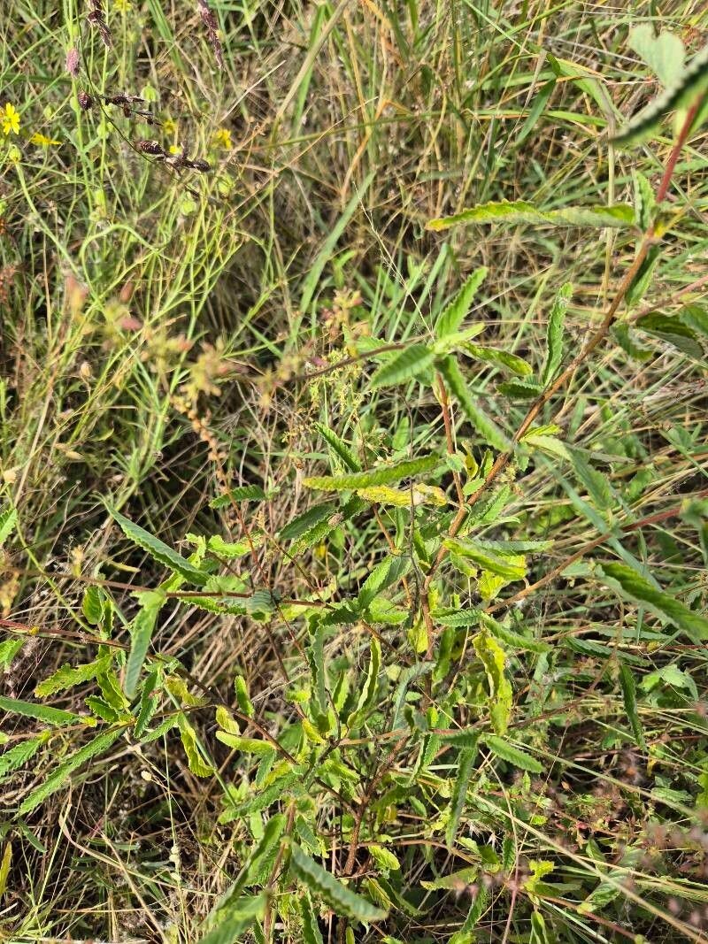 Hermannia exappendiculata photo 8