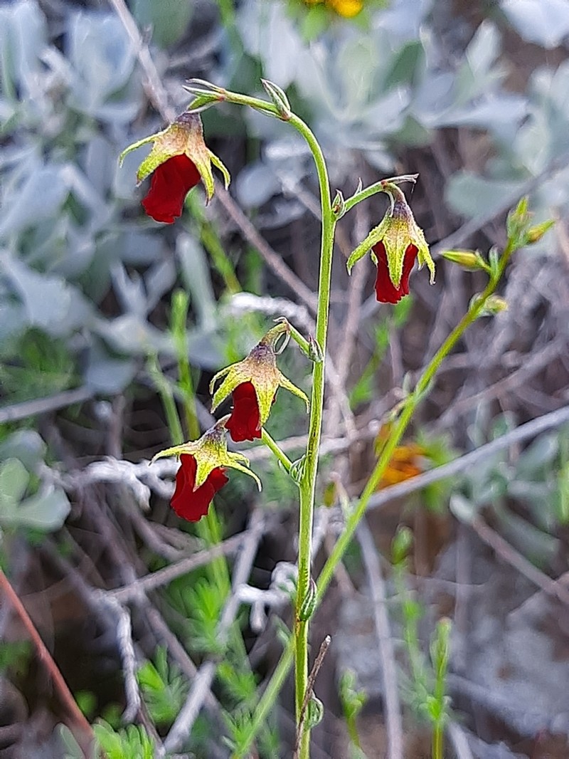 Hermannia filifolia
