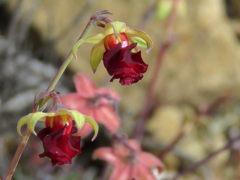 Hermannia filifolia photo 2