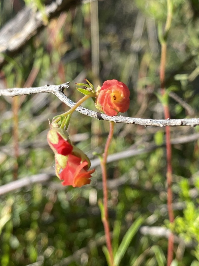Hermannia filifolia photo 3