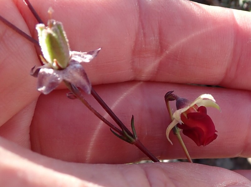 Hermannia filifolia photo 4