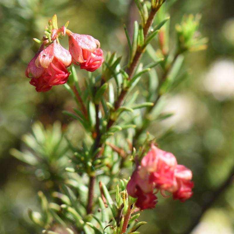 Hermannia filifolia photo 5