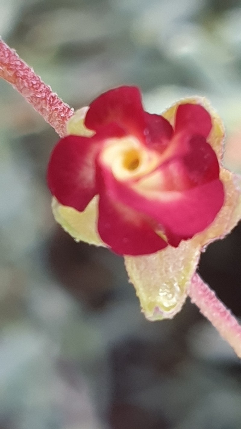 Hermannia filifolia photo 7