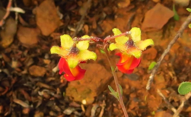 Hermannia filifolia photo 8