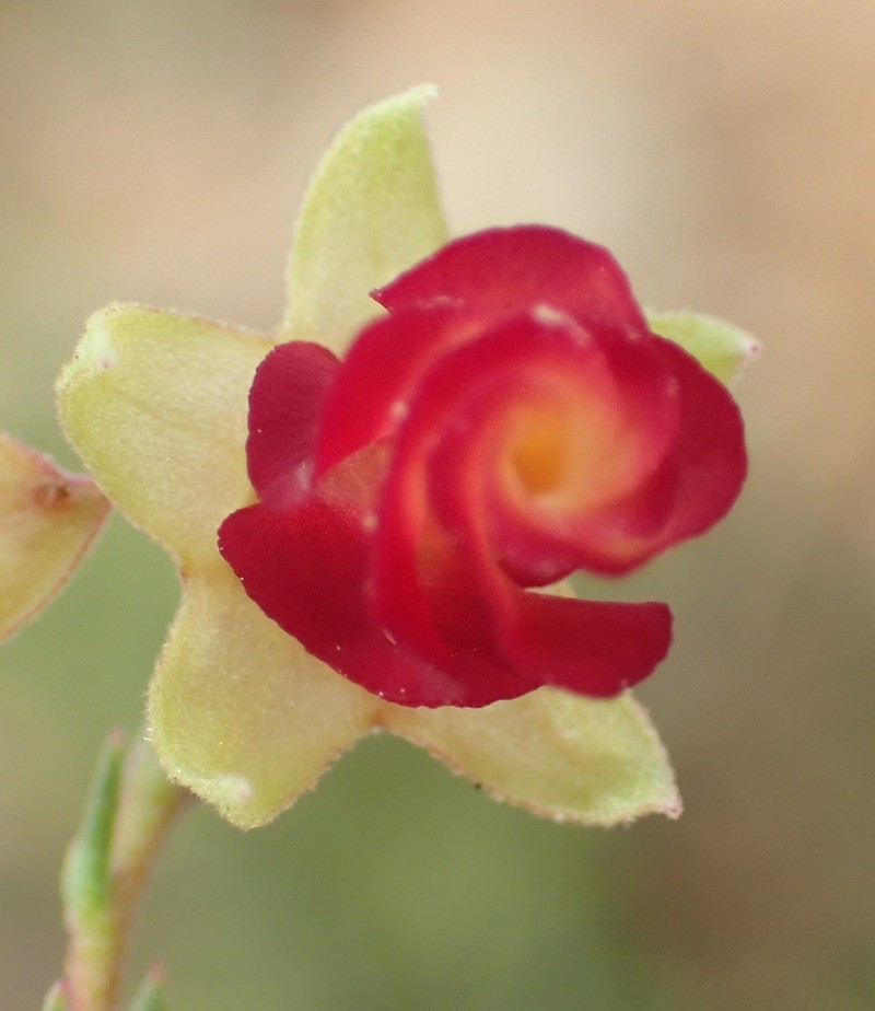Hermannia filifolia var. grandicalyx