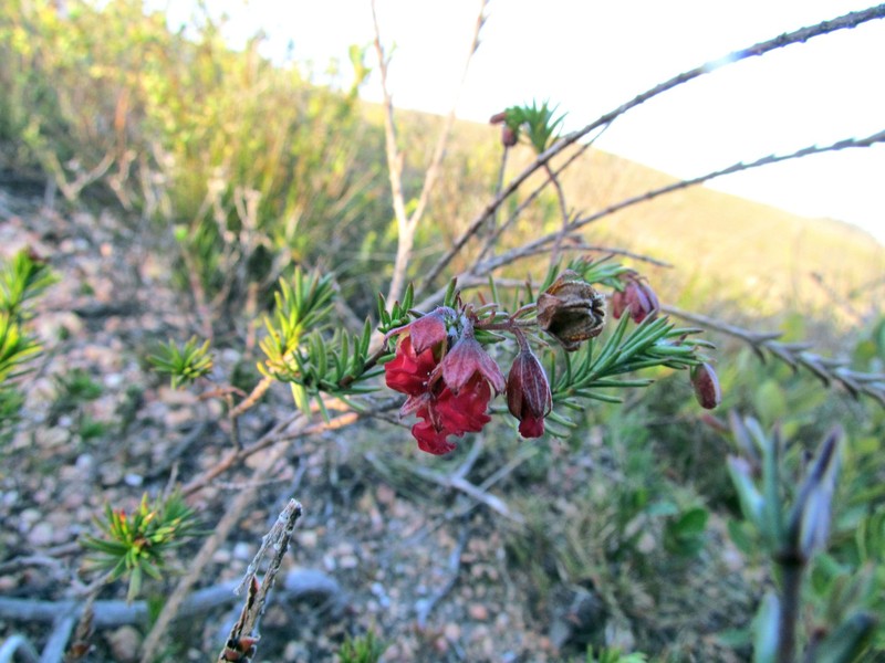 Hermannia filifolia var. grandicalyx photo 2