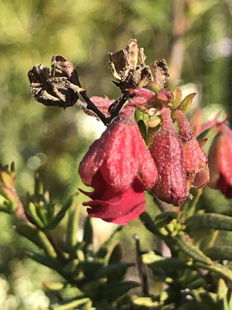 Hermannia filifolia var. grandicalyx photo 3