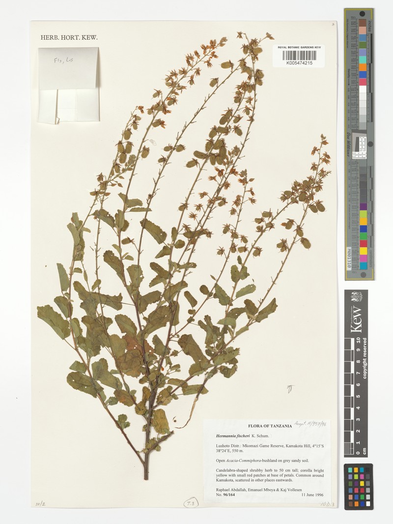 Hermannia fischeri