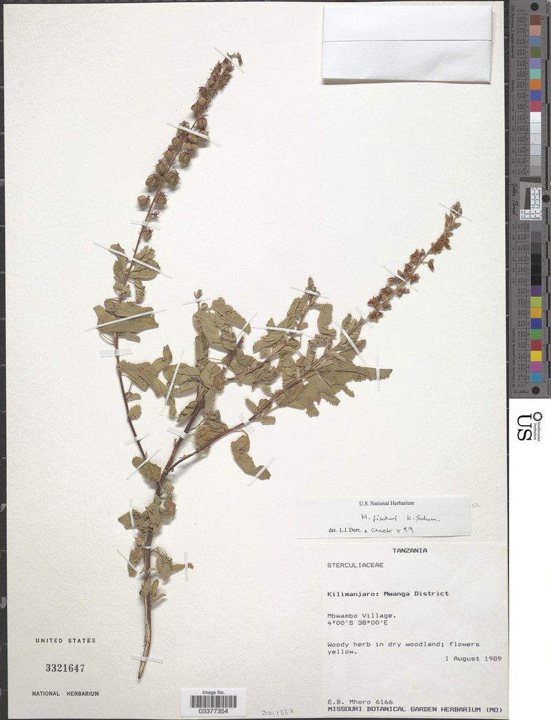Hermannia fischeri photo 2