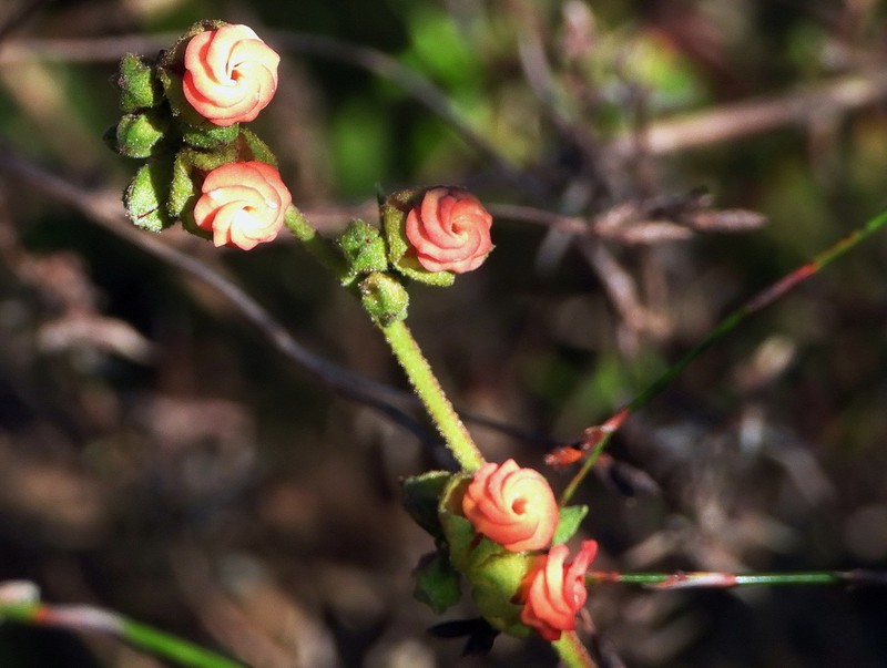 Hermannia flammea