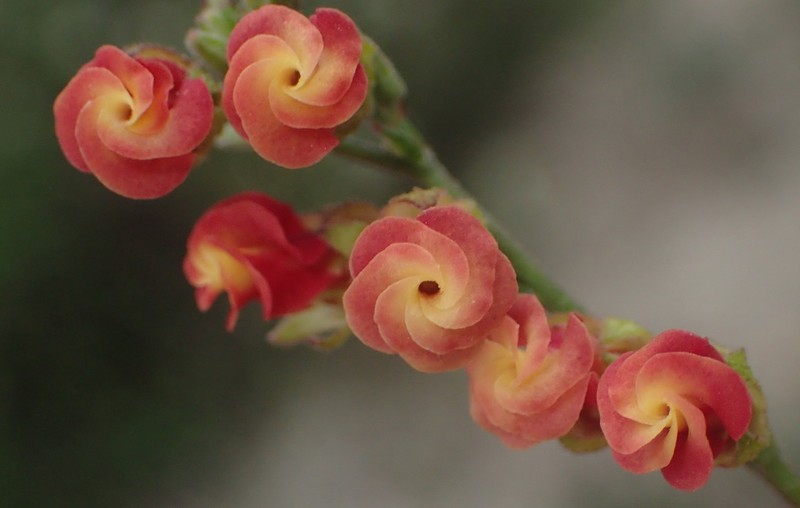 Hermannia flammea photo 2
