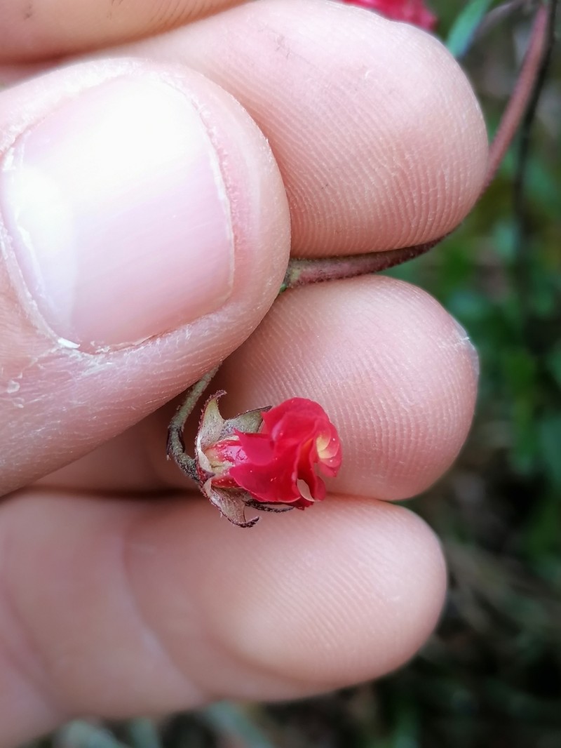 Hermannia flammea photo 3