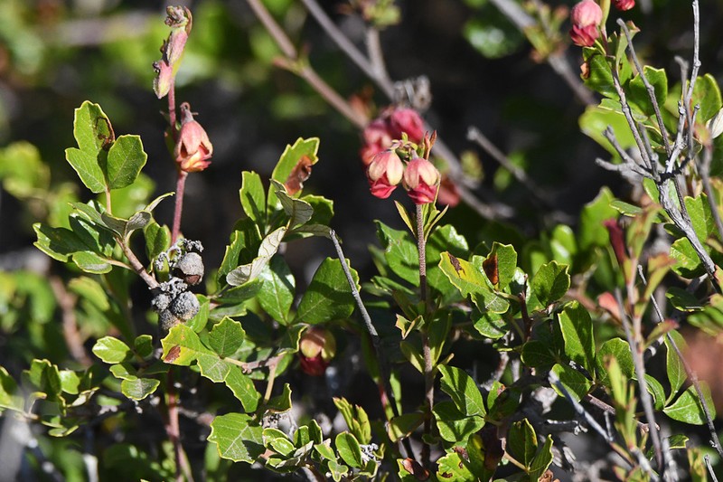 Hermannia flammea photo 4