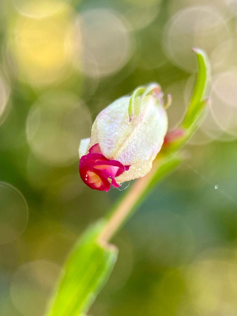 Hermannia flammea photo 5