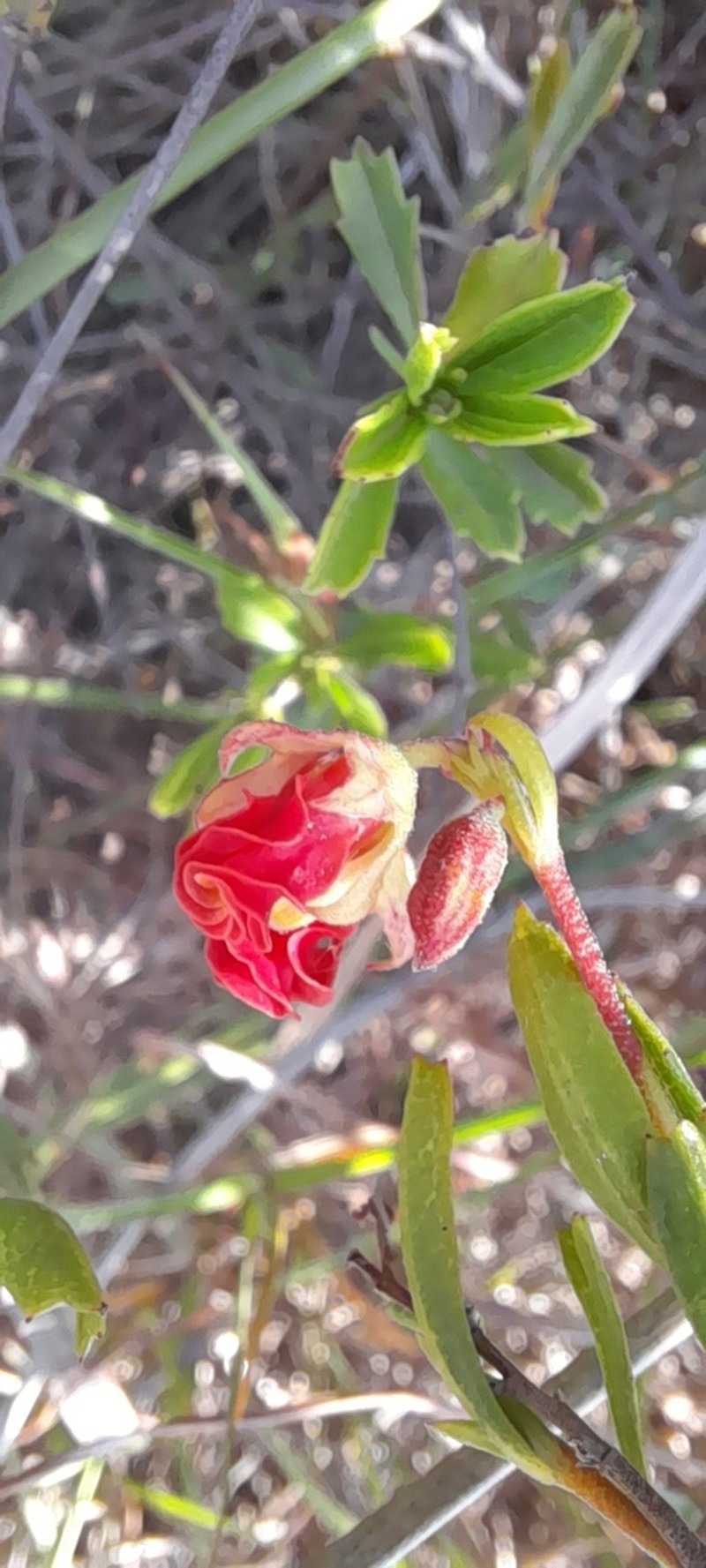 Hermannia flammea photo 6